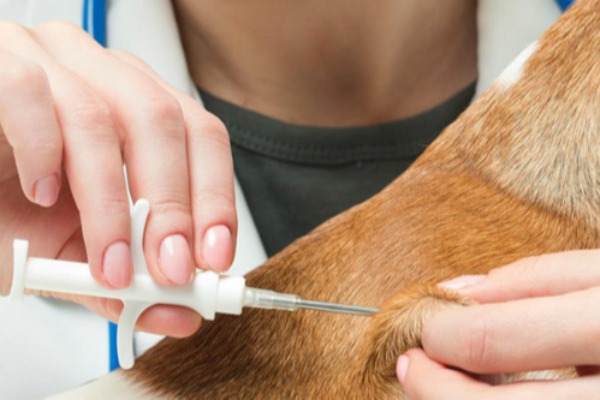 Reao adversa aps imunizao de ces e gatos