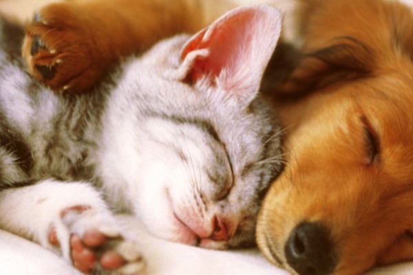 Renoproteo para Ces e Gatos