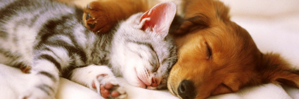 Renoproteo para ces e gatos