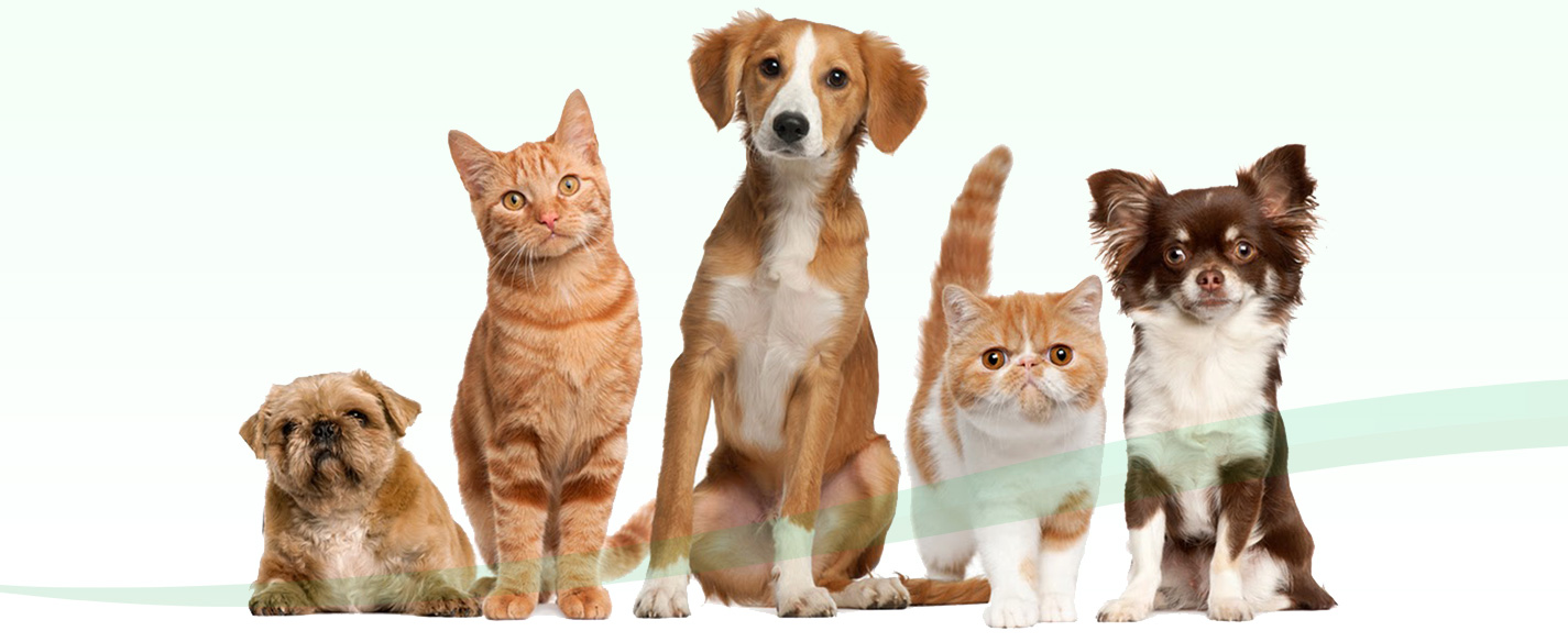 PolitiPet